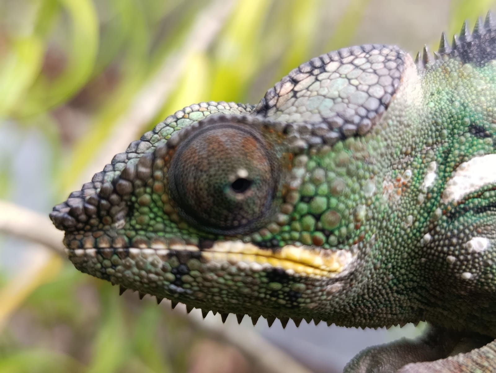 Caméléon